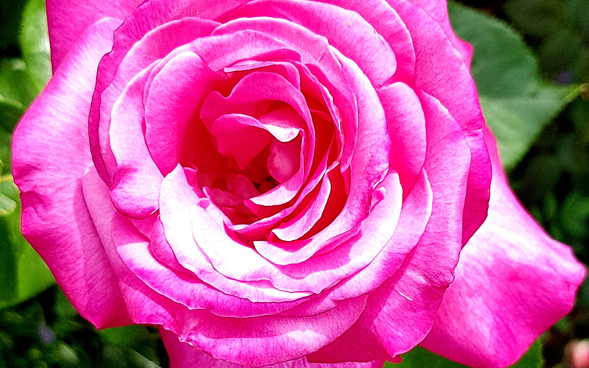 Garten blume rose tag der offenen gartentuer Garten blume rose tag der offenen gartentuer